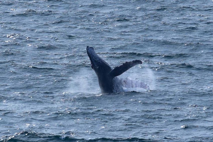 Comienza la temporada de avistamiento de ballenas en la costa suroeste de México.