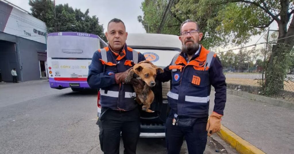 Rescate de perrito en las vías provoca retrasos en la Línea 2 del Metro de CDMX: ¡11 kilómetros recorridos!