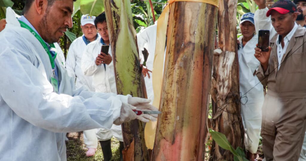 2025: Agricultura detuvo 16 mil productos peligrosos y examinó más de 660 mil plantas de plátano por alerta fitosanitaria
