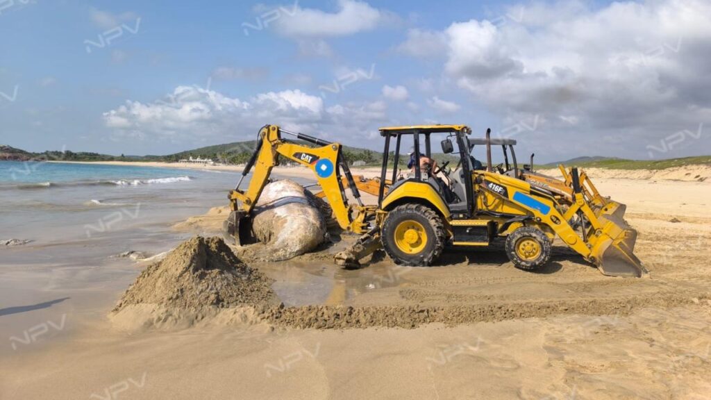 Autoridades dan sepultura a la ballena encontrada muerta en la playa de Pérula