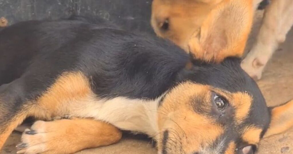 Cachorros no son juguetes: solicitan que no se regalen mascotas esta Navidad