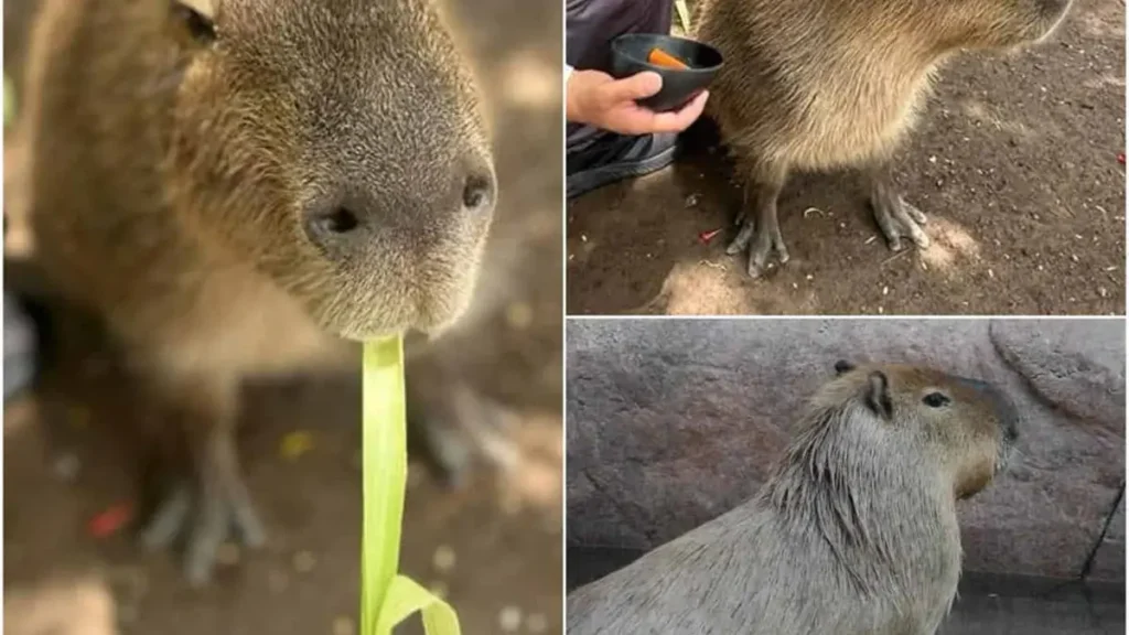 Capibaras en el Zoológico de Culiacán: Descubre cuándo conocerlos y el precio de la entrada.