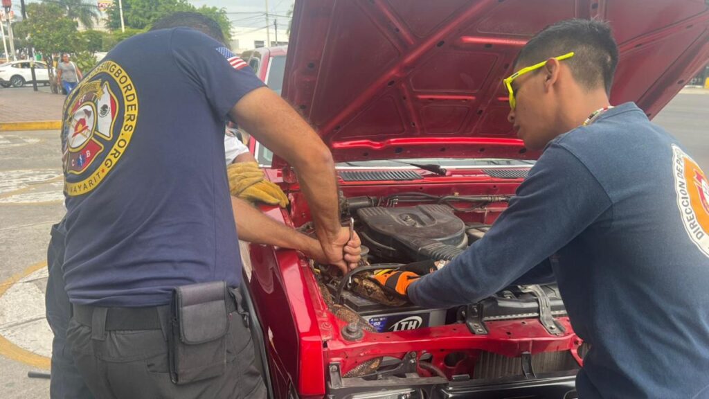 Ciudadanos llaman a los bomberos por la aparición de una boa en un coche
