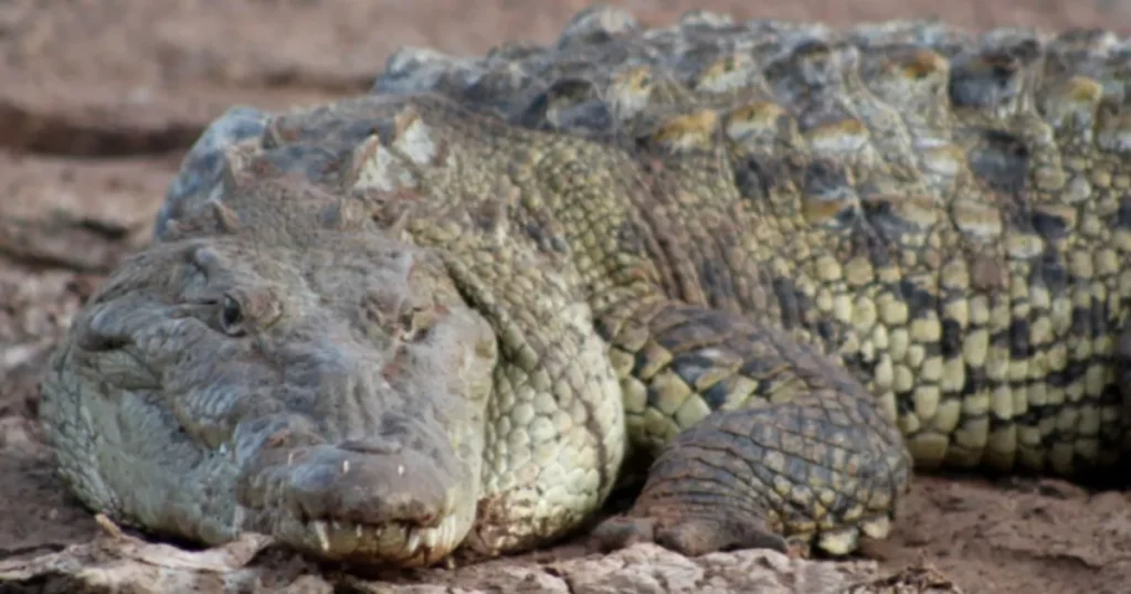 Cocodrilos en Sinaloa: un signo de ecosistemas saludables, según un biólogo