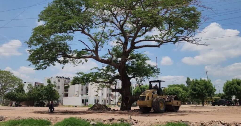 Emergencia ecológica en Sinaloa: más de 50 especies de plantas en peligro de extinción