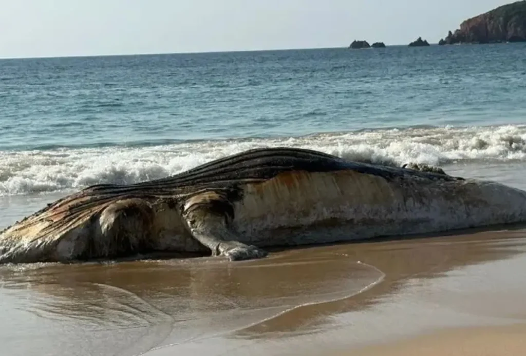 Encuentran ballena sin vida en Punta Pérula y surge la crítica por la lenta respuesta de Profepa