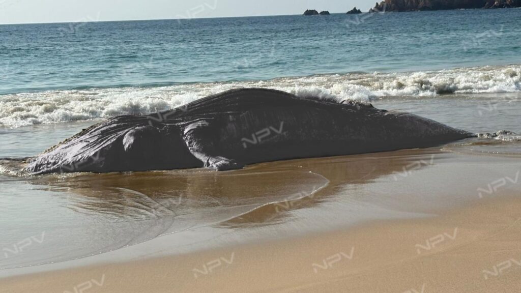 Encuentran una ballena sin vida en la Playa Mezcales de Pérula