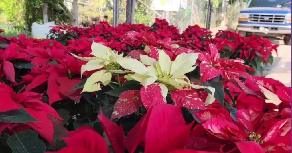 Explora la historia de la nochebuena: de los aztecas a las tradiciones navideñas en Sinaloa