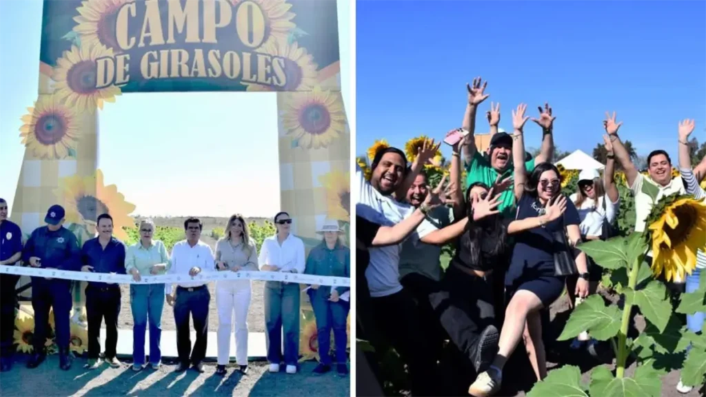 Inauguración del Campo de Girasoles en Mocorito: Un Esplendor Sin Igual