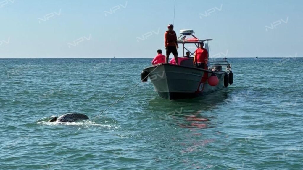 La Marina se moviliza para rescatar a una tortuga Laúd herida en Playa de Oro