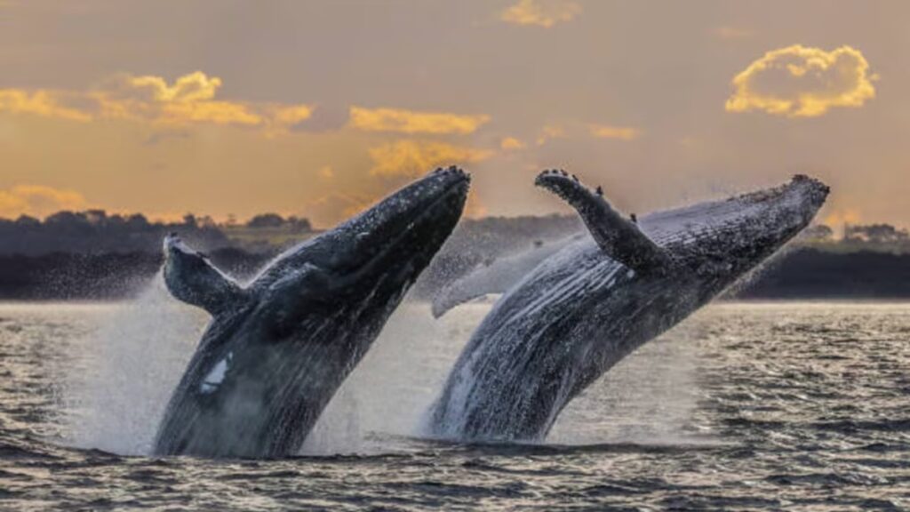 Las ballenas encuentran en las costas mexicanas un refugio seguro para el invierno