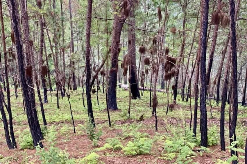 Las guerras del cartel de Sinaloa y los incendios forestales récord: una conexión innegable.
