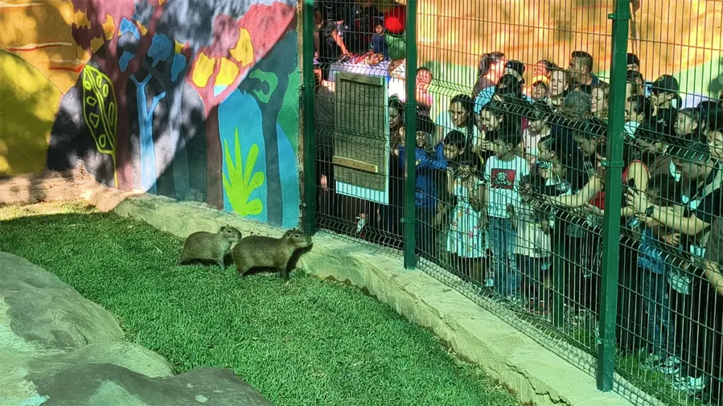 Llegan con entusiasmo los dos nuevos capibaras al Zoológico de Culiacán