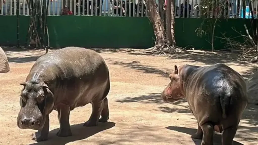 Los hipopótamos del Zoológico de Culiacán ya tienen nombre, ¡uno inspirado en un personaje de película!
