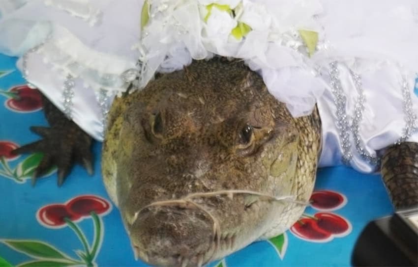 Los momentos más destacados de 'México mágico' en 2025: jaguares rebosantes, novias de caimán y el terror de los tabloides