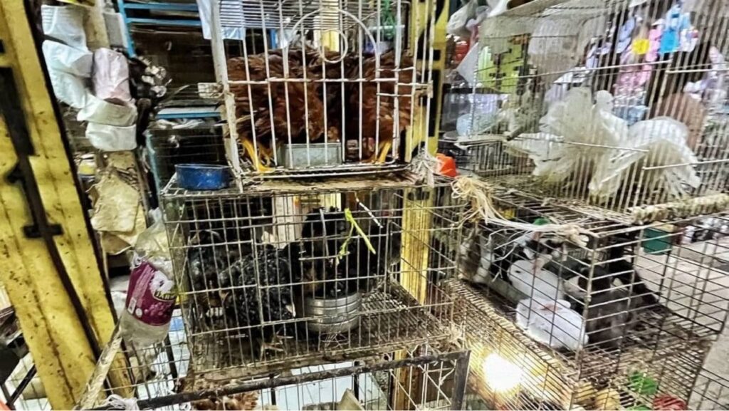 Mercado de Sonora cesará la venta de animales a partir del 1 de enero de 2026.