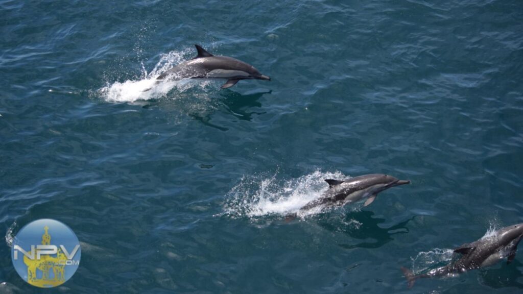 México presenta un Plan Oceánico Sostenible que impulsará el desarrollo de Puerto Vallarta y Bahía de Banderas