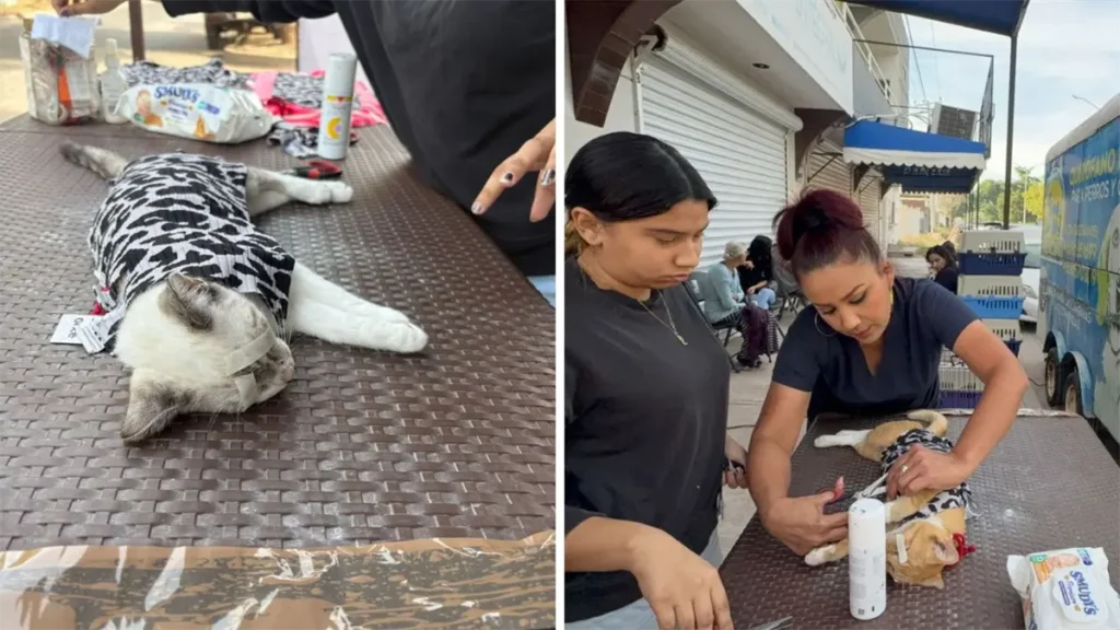 Navidad Para Todos inicia con esterilizaciones sin costo y promueve el bienestar animal en Los Mochis