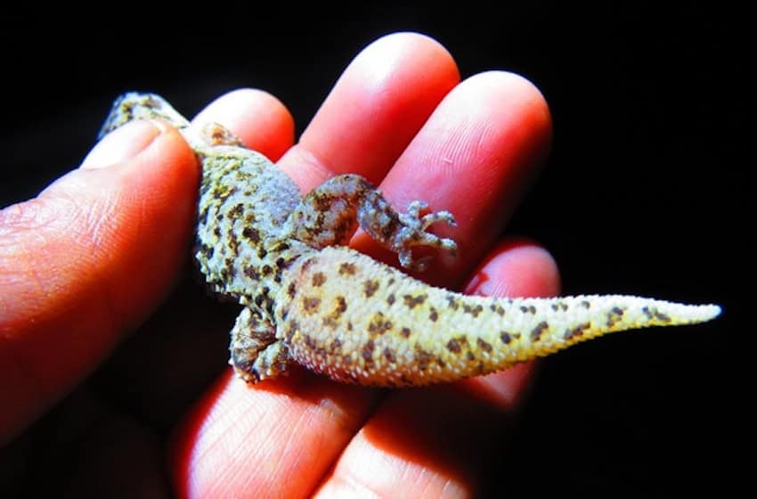 Nueva especie de gecko se suma a los recientes hallazgos en el Valle de Tehuacán
