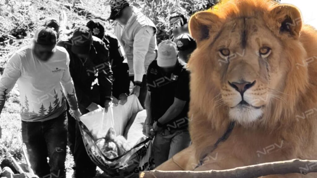 PROFEPA salva a un león que fue abandonado en Ixtlán del Río