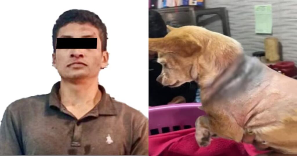 Ponen bajo proceso al hombre acusado de agredir a la perrita “Martha” a machetazos