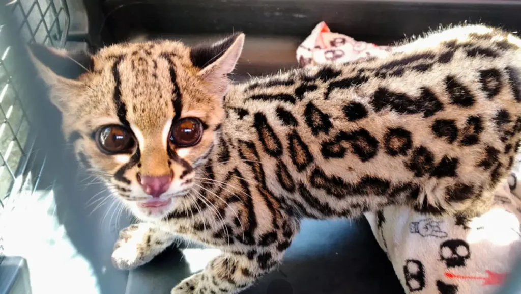 Rescatan a un tigrillo en grave estado en una vivienda de la CDMX