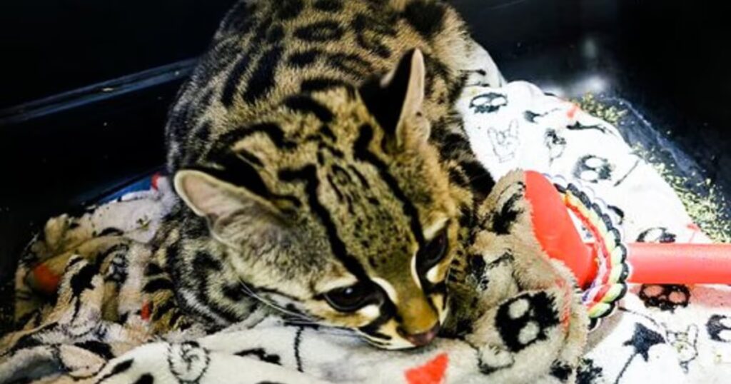 Rescatan y protegen a un tigrillo encontrado en una vivienda de la alcaldía Álvaro Obregón