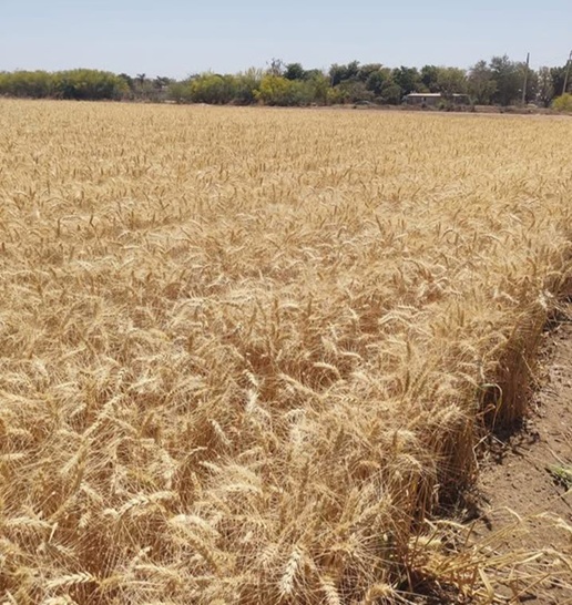 SADER dará luz verde a los pagos para los agricultores de trigo en Sinaloa en un plazo de hasta 10 días