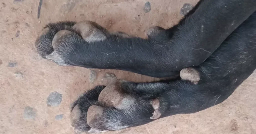 Salchichas envenenadas: tres perros mueren en fundación de Culiacán y se presentará denuncia