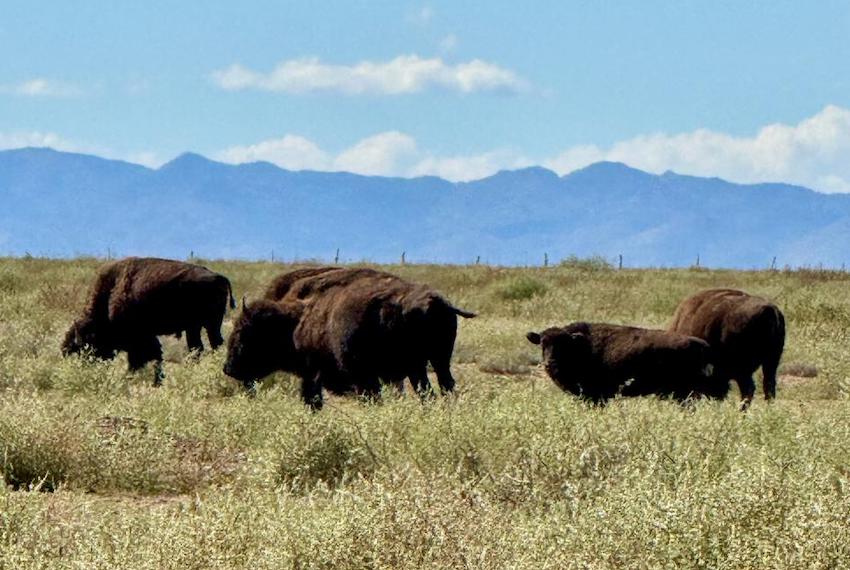 Se liberan 44 bisontes en la reserva de Coahuila como parte de una iniciativa de conservación de praderas de 25 años