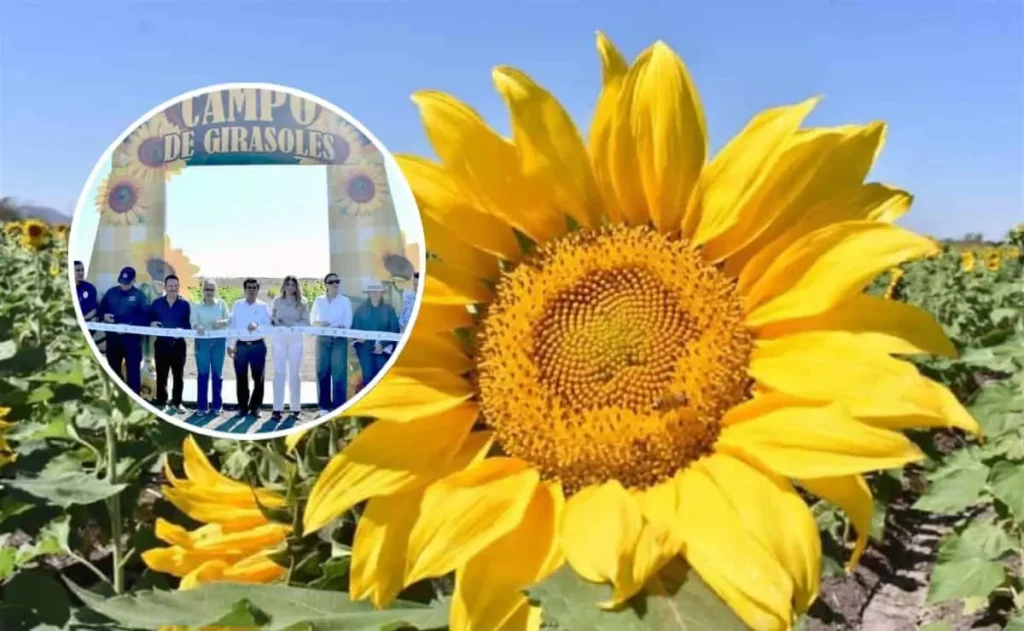 Todo lo que necesitas saber sobre el Campo de Girasoles en Mocorito: horarios y precios de entrada
