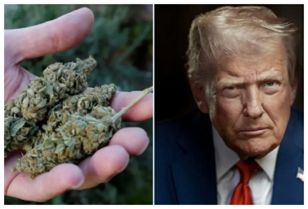 Trump considera rebajar la clasificación de la marihuana a una sustancia menos peligrosa
