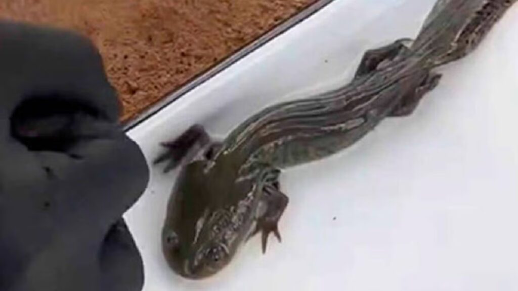 UNAM redescubre el ajolote del Altiplano en Querétaro tras 15 años sin avistamientos