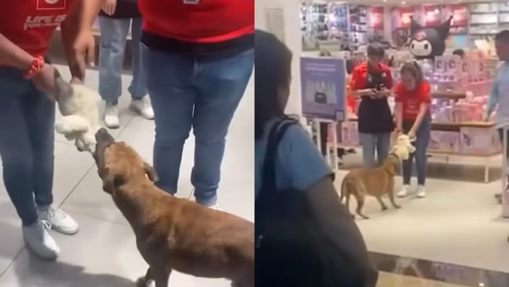 VIDEO: Perrito intenta “robar” peluche en tienda mexicana y clientes hacen ‘coperacha’ para comprárselo