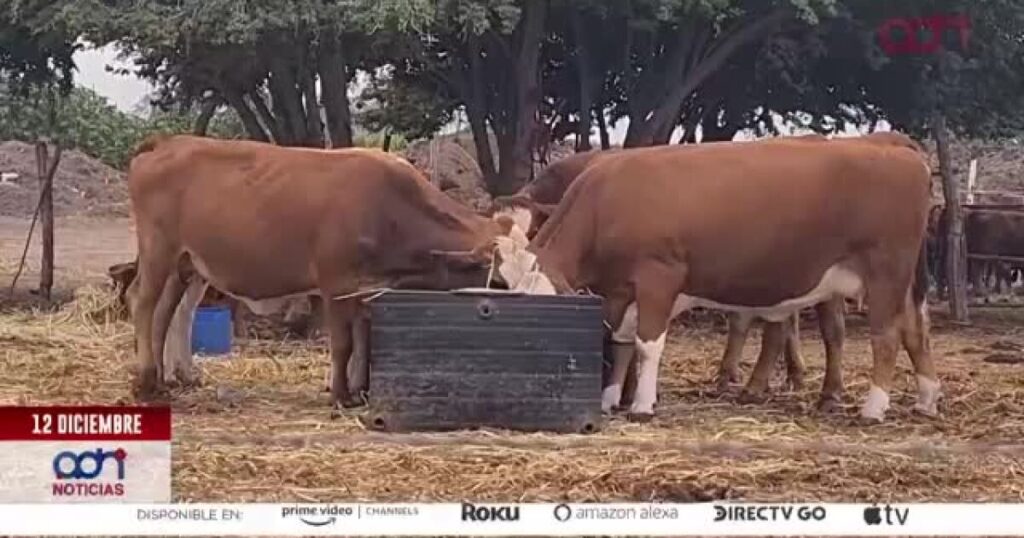 VIDEO| Sinaloa en crisis: ganaderos luchan contra la sequía y la escasez de alimentos