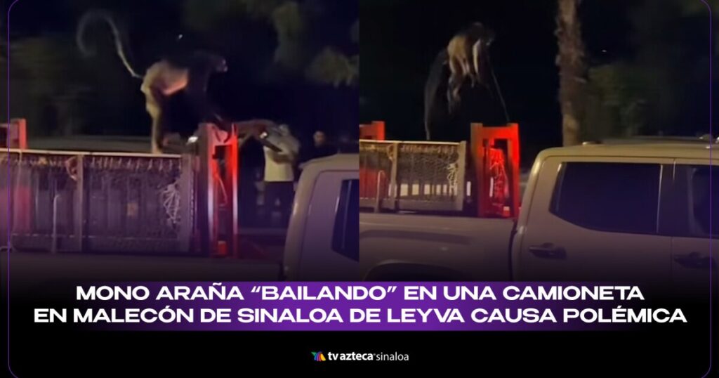 VIDEO| ¿Delito o diversión? El mono araña "baila" sobre una camioneta en Sinaloa de Leyva y provoca controversia en redes.