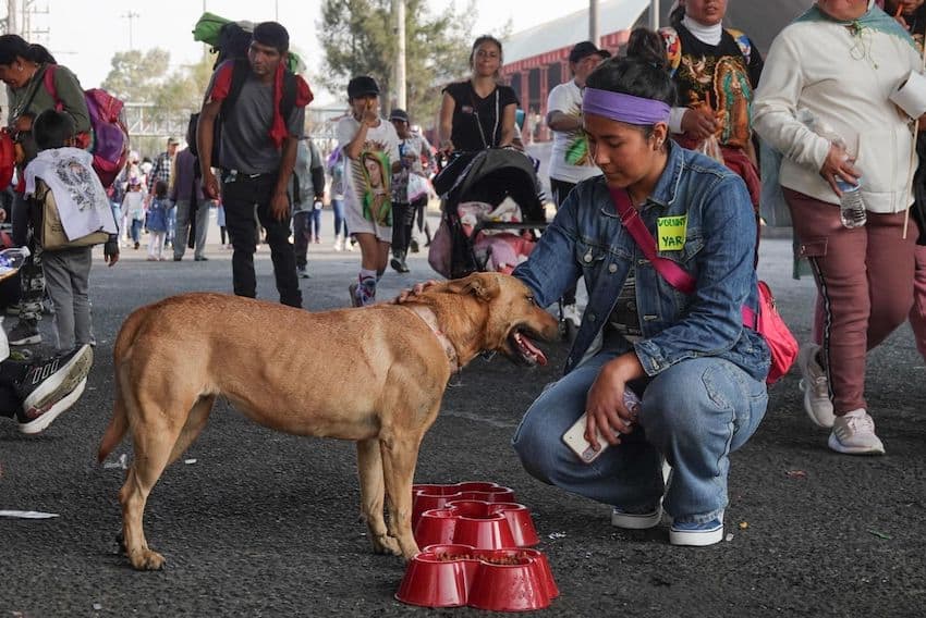 Voluntarios rescatan perros abandonados durante la peregrinación de la Virgen de Guadalupe