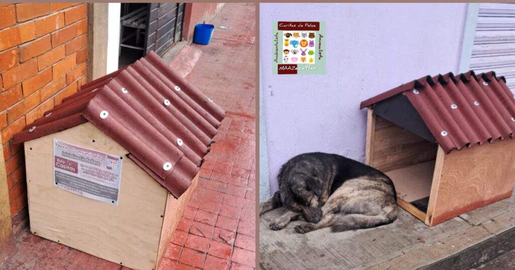 Zacatlán establece refugios para perros callejeros gracias a una iniciativa ciudadana ante el frío extremo