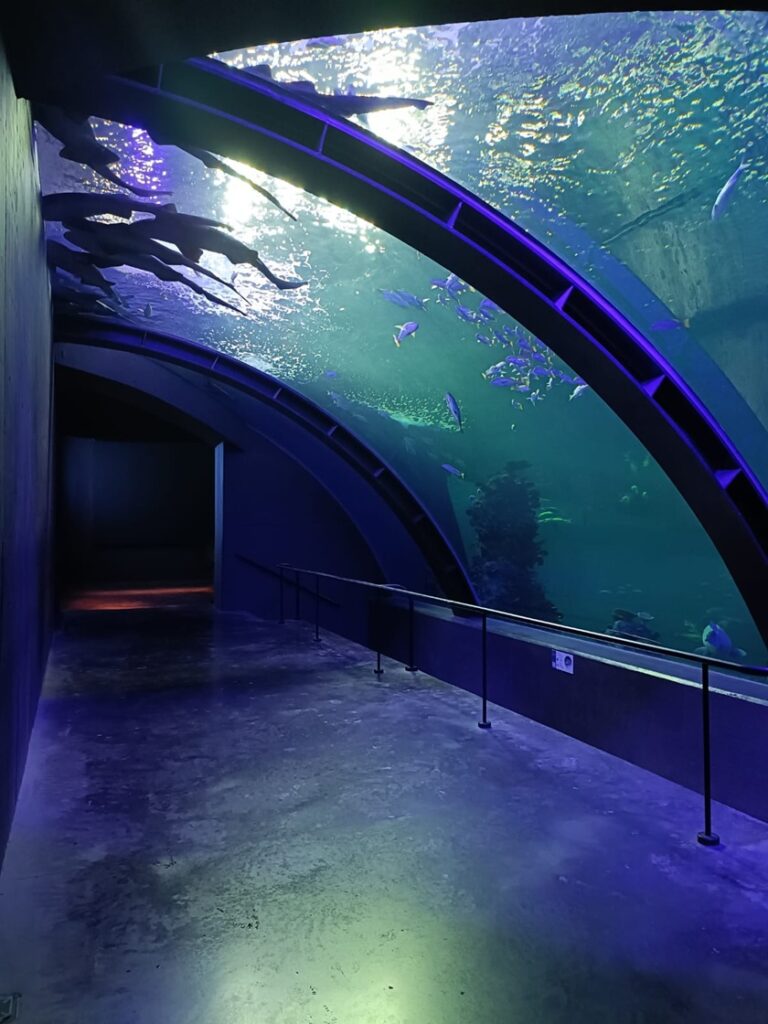 Acuario Mazatlán: una experiencia inmersiva con el océano