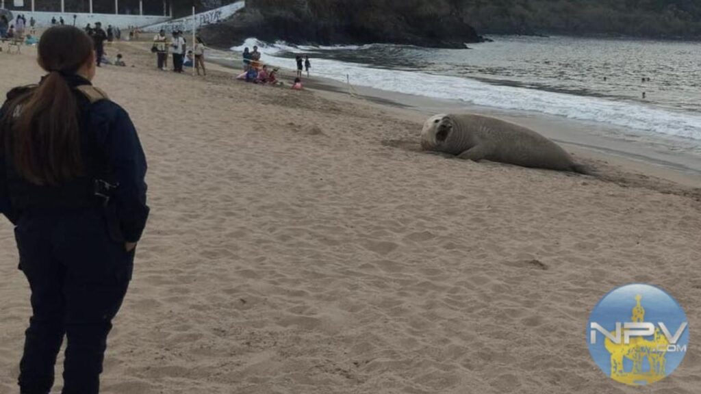 Bajo observación: Confirman la buena salud de un elefante marino en la playa de Los Ayala, Nayarit