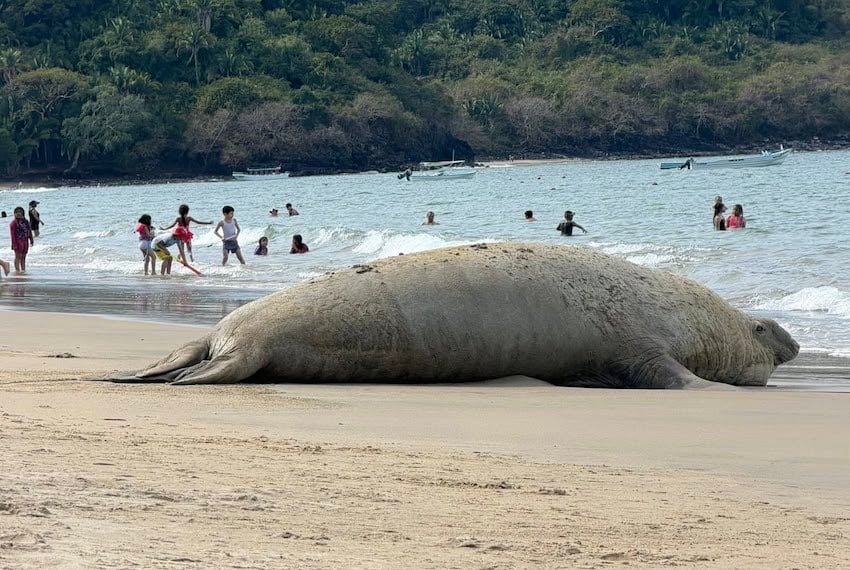 Panchito, el elefante marino errante, regresa a México en su visita anual, esta vez en Nayarit