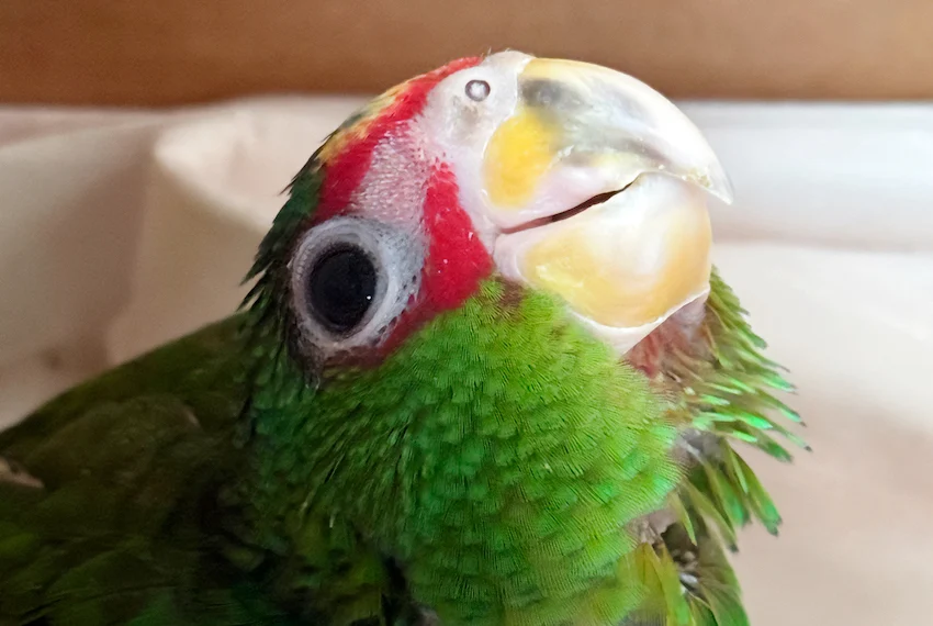 Autoridades estadounidenses devuelven 11 guacamayas mexicanas incautadas en la frontera