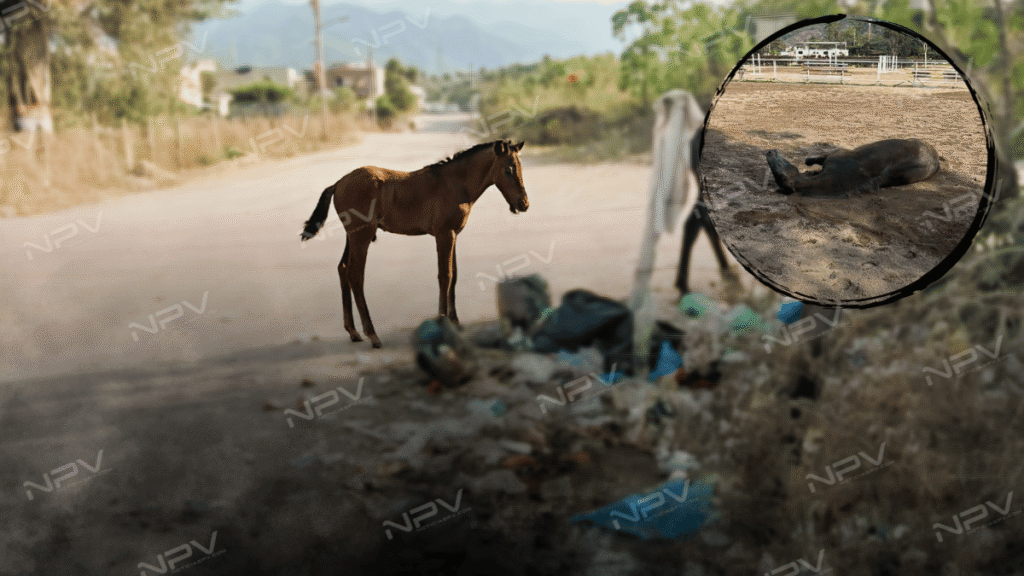 Caballos en peligro: el abandono y la indiferencia de las autoridades en El Progreso