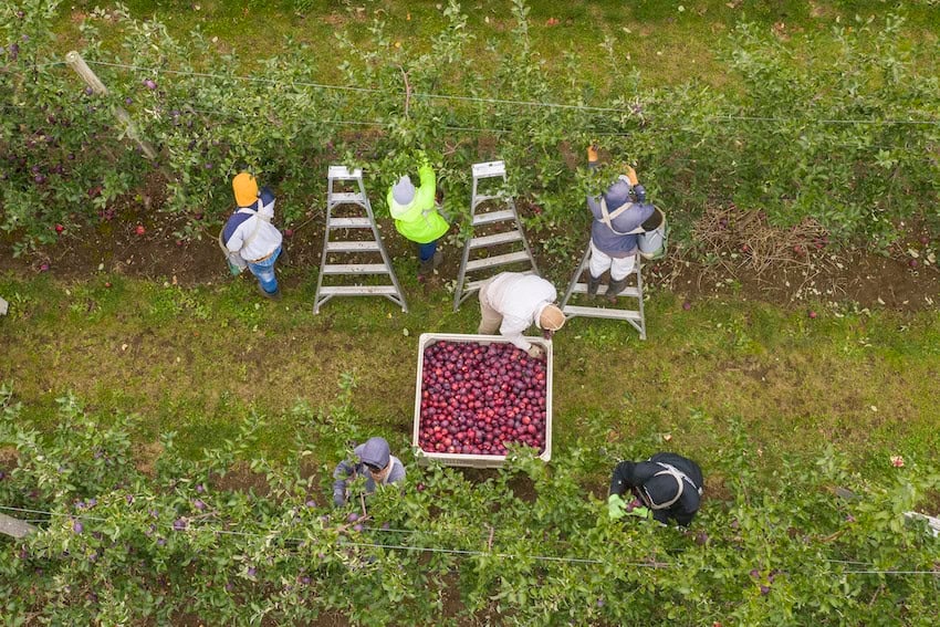 Opinión: ¿Puede México contribuir a la grandeza de Estados Unidos? La relación bilateral en agricultura