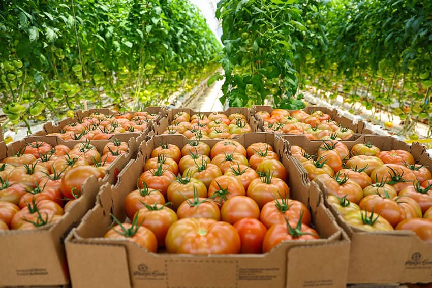 Un repunte inesperado en las exportaciones salvó a México de la recesión en 2025