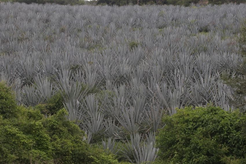El mundo se rinde ante el mezcal: los bosques de Oaxaca sufren las consecuencias