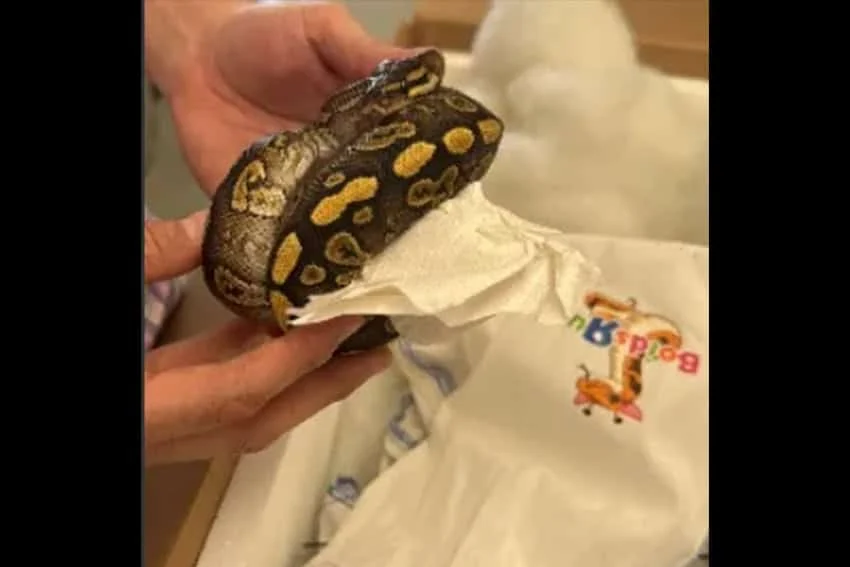 Oficiales fronterizos de EE. UU. incautan 39 pitones que intentaban ser contrabandeados a México en un tractor