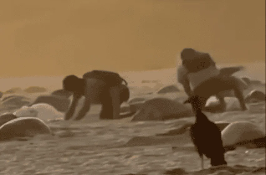 Cazadores de huevos de tortuga en Oaxaca son captados en video, lo que activa una investigación federal