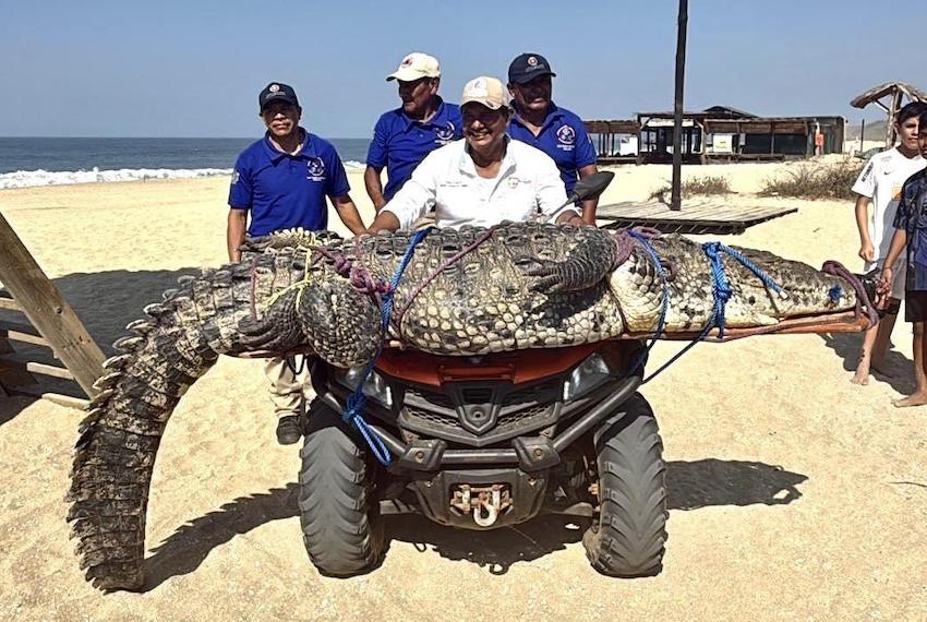 Cocodrilo de 300 kg causa consternación entre los bañistas de la playa Bacocho en Puerto Escondido